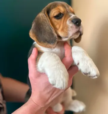 Szczeniaki Beagle tricolor ZKwP 2