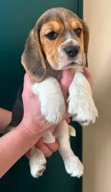 Szczeniaki Beagle tricolor ZKwP 3