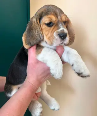 Szczeniaki Beagle tricolor ZKwP 4