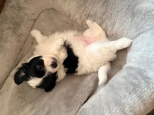Wyjątkowe Maltipoo F1b 1