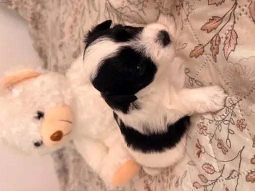 Wyjątkowe Maltipoo F1b 2