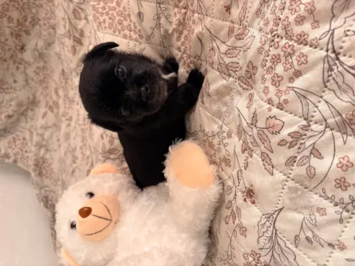 Wyjątkowe Maltipoo F1b 3