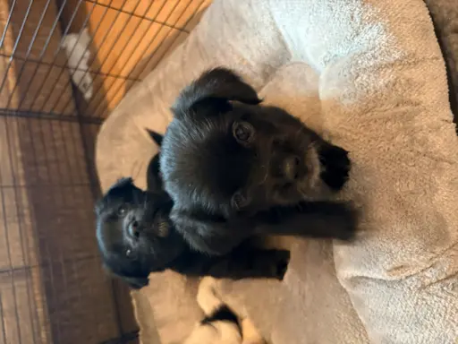 Wyjątkowe Maltipoo F1b 4