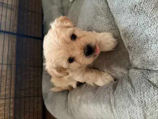 Wyjątkowe Maltipoo F1b 5
