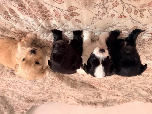 Wyjątkowe Maltipoo F1b 6