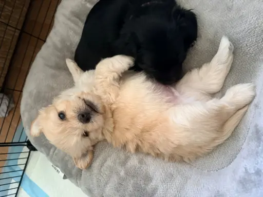 Wyjątkowe Maltipoo F1b 7