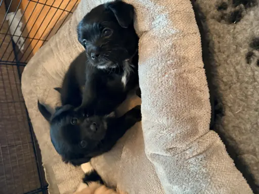 Wyjątkowe Maltipoo F1b 8