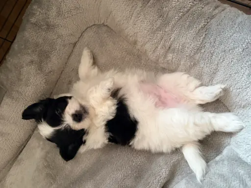 Wyjątkowe Maltipoo F1b 9