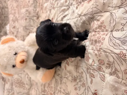 Wyjątkowe Maltipoo F1b 10