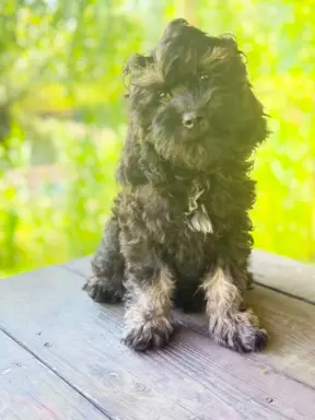 Cockapoo - Merle/Choco/Choco Merle/Silver Merle/Black 3
