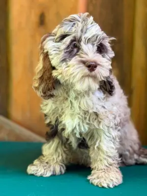Cockapoo - Merle/Choco/Choco Merle/Silver Merle/Black 4