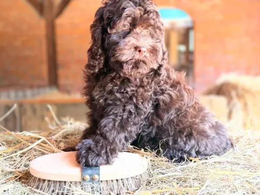 Cockapoo - Merle/Choco/Choco Merle/Silver Merle/Black 5
