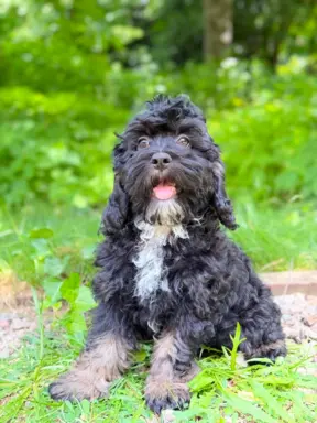 Cockapoo - Merle/Choco/Choco Merle/Silver Merle/Black 6