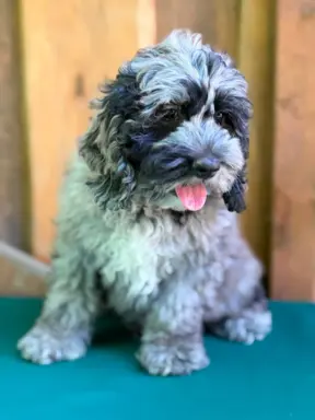 Cockapoo - Merle/Choco/Choco Merle/Silver Merle/Black 7