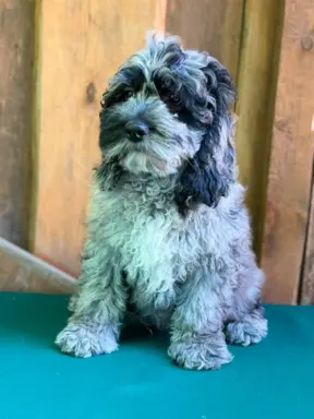 Cockapoo - Merle/Choco/Choco Merle/Silver Merle/Black 8