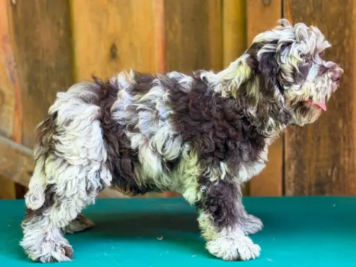Cockapoo - Merle/Choco/Choco Merle/Silver Merle/Black 9
