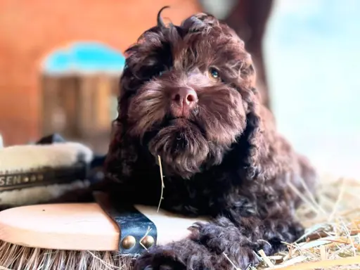 Cockapoo - Merle/Choco/Choco Merle/Silver Merle/Black 1
