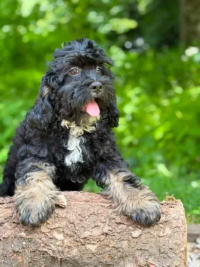 Cockapoo - Merle/Choco/Choco Merle/Silver Merle/Black 10