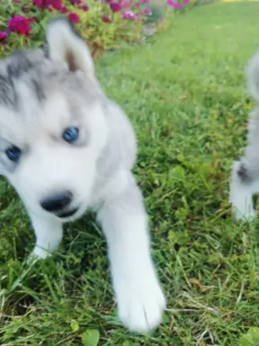 Husky Syberyjski szczeniaki Husky 3