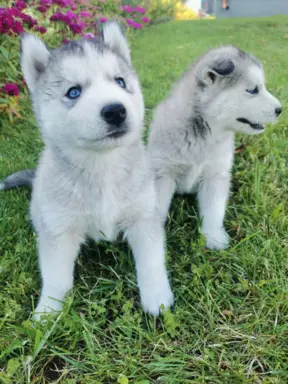 Husky Syberyjski szczeniaki Husky 4