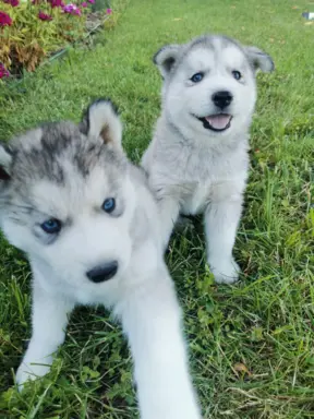 Husky Syberyjski szczeniaki Husky 5