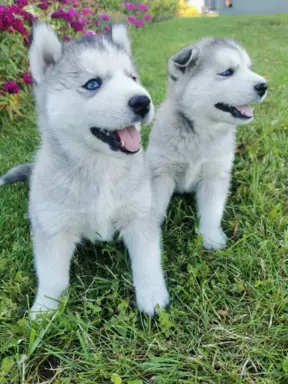 Husky Syberyjski szczeniaki Husky 6