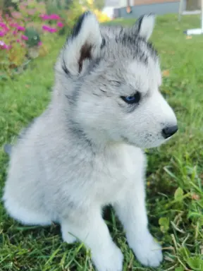 Husky Syberyjski szczeniaki Husky 9
