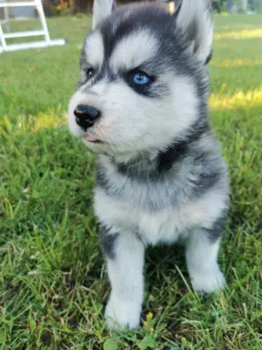Husky Syberyjski szczeniaki Husky 5