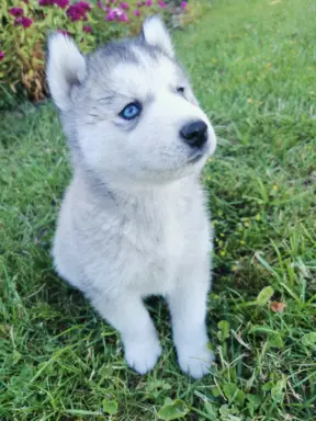 Husky Syberyjski szczeniaki Husky 6