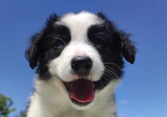 Piękna rasowa suczka - Border Collie z pełną dok. 1