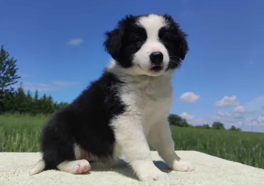 Piękna rasowa suczka - Border Collie z pełną dok. 2
