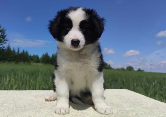 Piękna rasowa suczka - Border Collie z pełną dok. 3