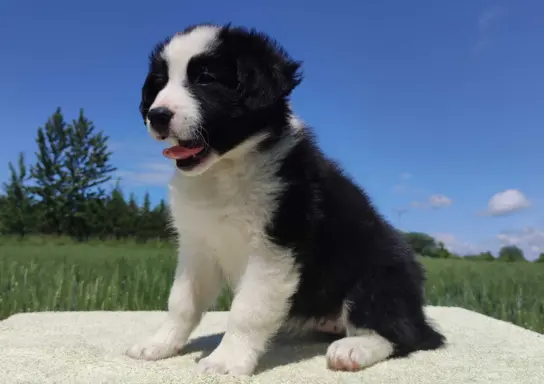Piękna rasowa suczka - Border Collie z pełną dok. 4