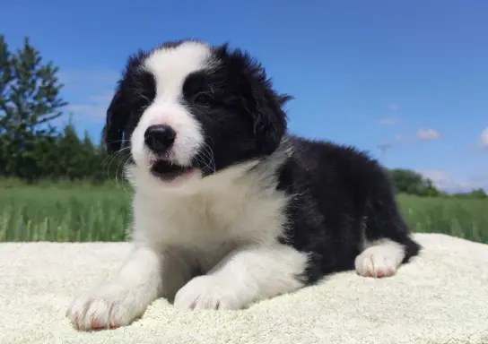 Piękna rasowa suczka - Border Collie z pełną dok. 5