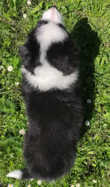 Piękna rasowa suczka - Border Collie z pełną dok. 6