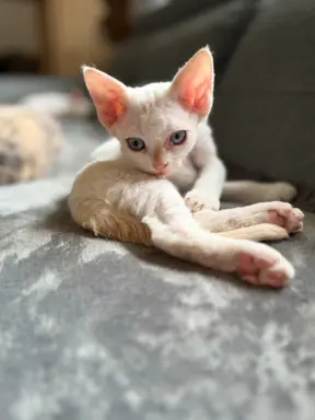Kocurek Devon Rex 1