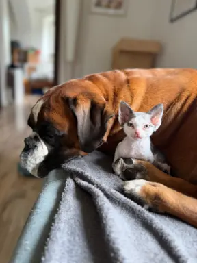 Kocurek Devon Rex 2