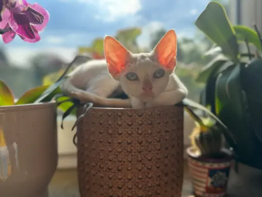 Kocurek Devon Rex 3