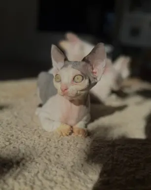 Kocurek Devon Rex 4