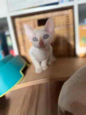 Kocurek Devon Rex 5