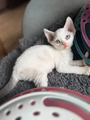 Kocurek Devon Rex 6