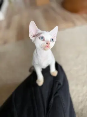 Kocurek Devon Rex 7