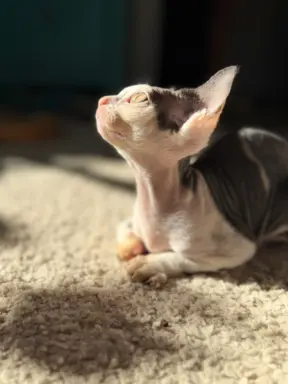 Kocurek Devon Rex 8