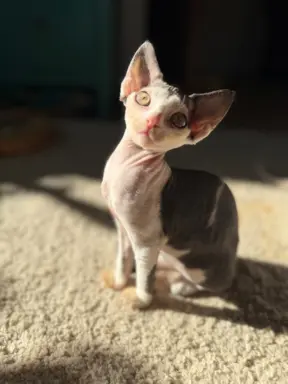 Kocurek Devon Rex 9