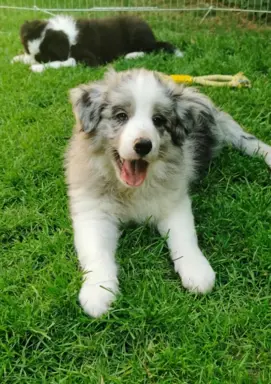 Szczeniaki Border Collie ZKwP - Rodowód FCI - 8 tyg - gotowe 10
