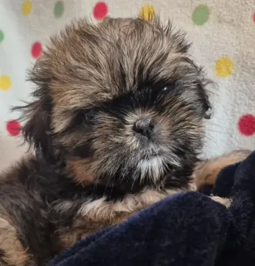Szczeniaki shihtzu 1
