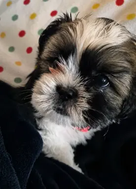 Szczeniaki shihtzu 2