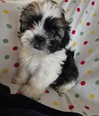 Szczeniaki shihtzu 3
