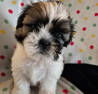 Szczeniaki shihtzu 4