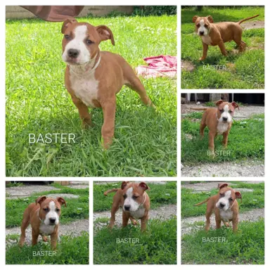 Amstaff 1